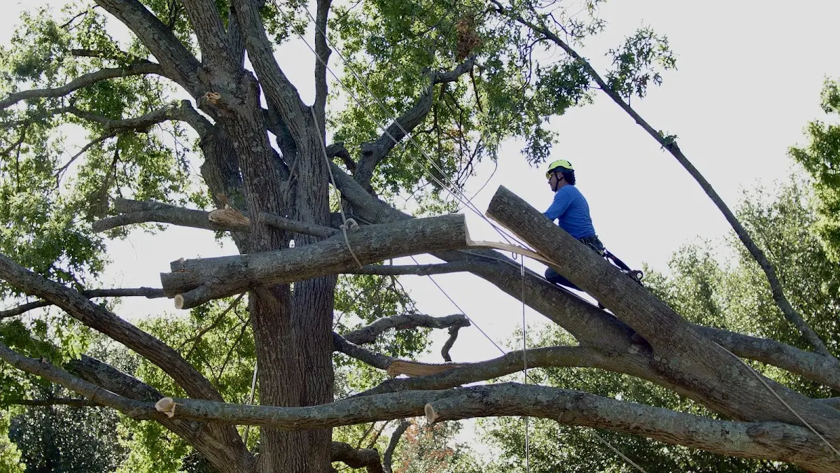 Professional Hazardous Tree Removal performed by certified arborists in Ostrander