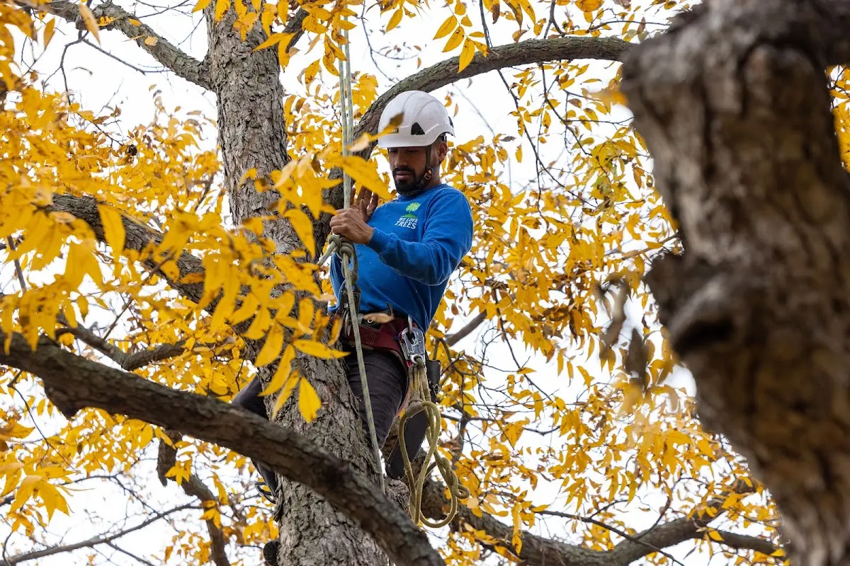 Skilled Storm Damage Cleanup crew working in Ostrander